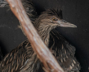 29th Apr 2019 - Black-crowned Night Heron