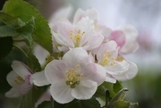 1st May 2019 - Crabapple blossoms