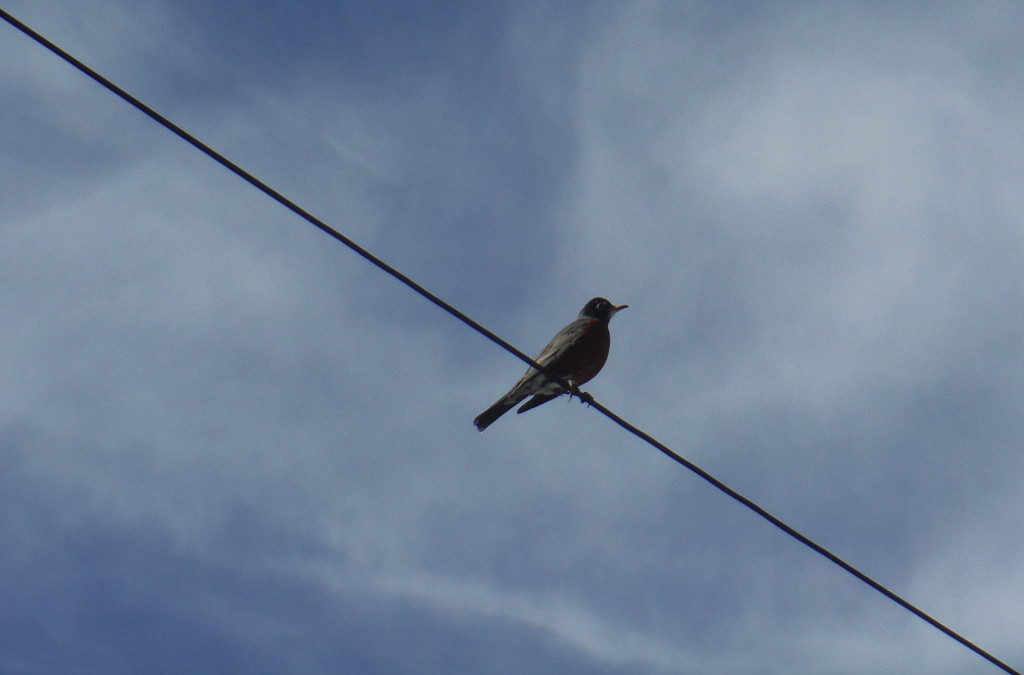 Bird on a Wire by spanishliz