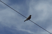 1st May 2019 - Bird on a Wire