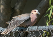 2nd May 2019 -  Red-eyed Dove