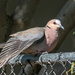  Red-eyed Dove by ludwigsdiana