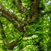 The old chestnut tree by haskar