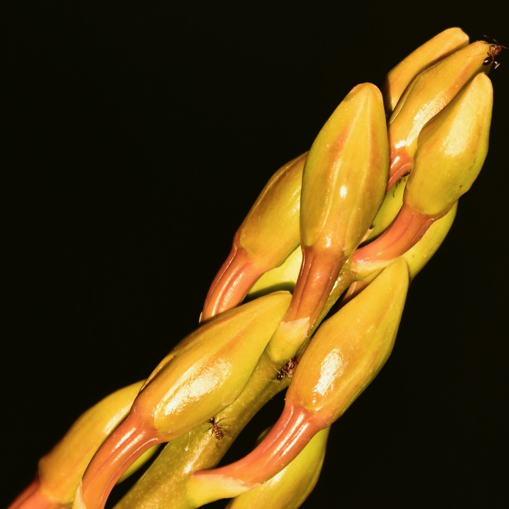 Orchid Buds..._DSC0400 by Merrelyn · 365 Project