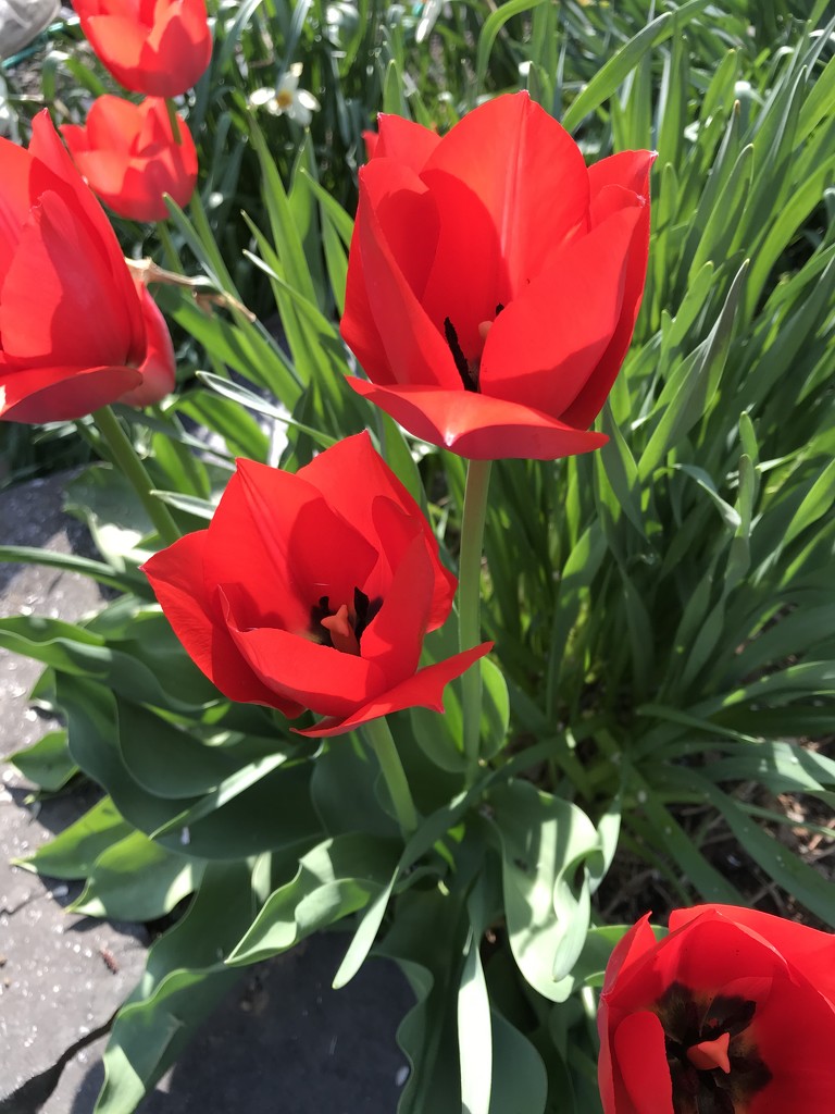 Tulips! by beckyk365