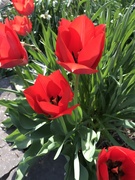 19th Apr 2019 - Tulips!
