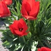Tulips! by beckyk365