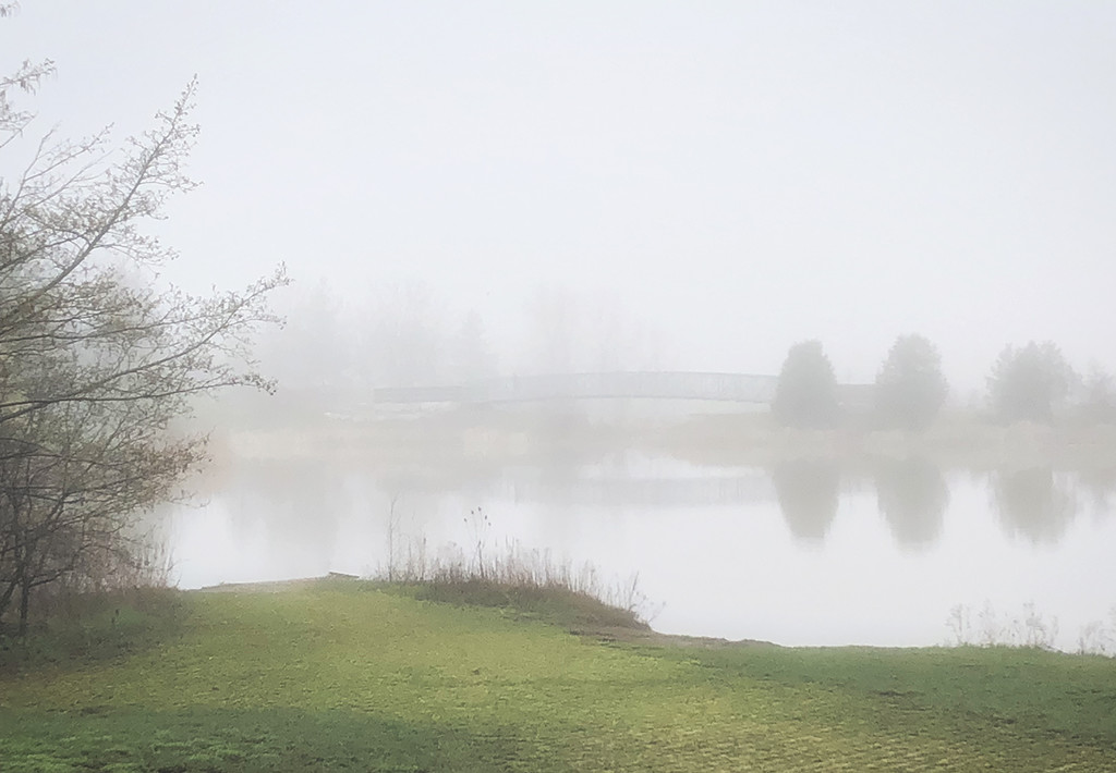 In the Misty Morning by gardencat