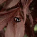 Ladybird by 365projectmaxine