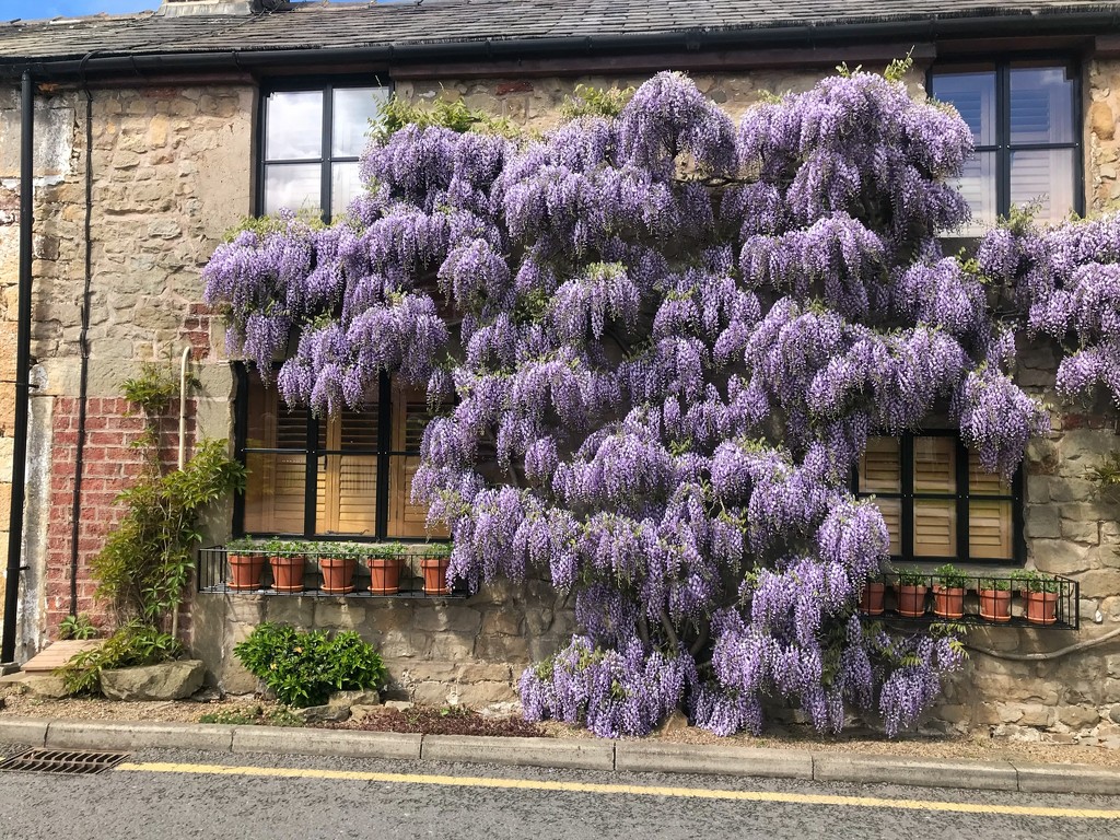 Wisteria by happypat