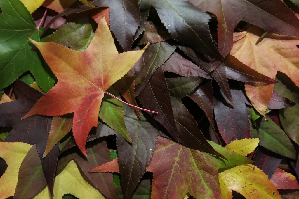 An autumn spread by lmsa