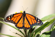 28th Apr 2019 - Monarch butterfly