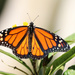 Monarch butterfly by ingrid01