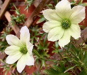 23rd Apr 2019 - Clematis