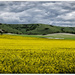 The South Downs, Iford, nr Lewes, East Sussex by ivan