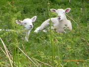 2nd May 2019 - Little lambs peeping  out of the bracken... 