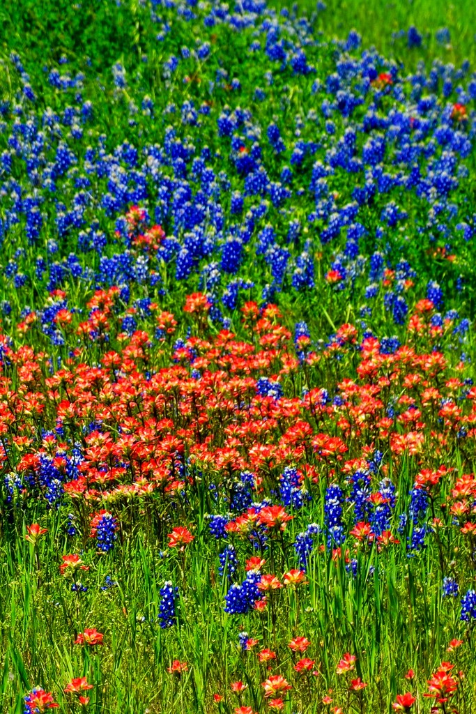 The Indian Paintbrush wildflowers competed nicely for all the photographer’s attention by louannwarren