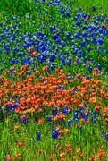 2nd May 2019 - The Indian Paintbrush wildflowers competed nicely for all the photographer’s attention