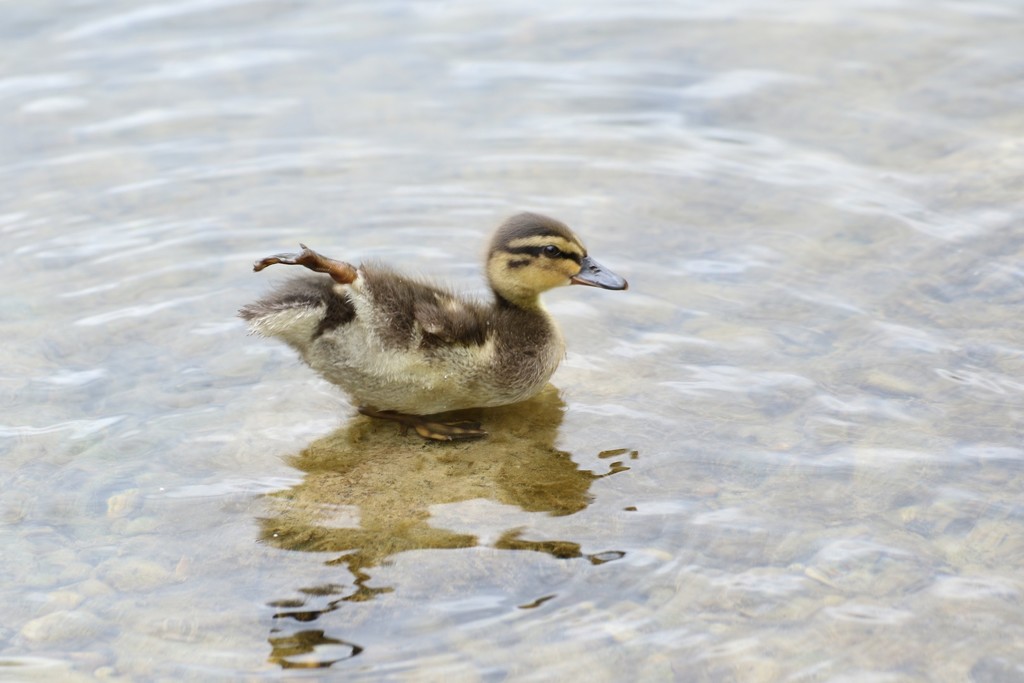 This little duckling, oh so cute! by bizziebeeme