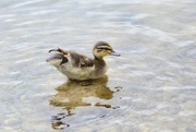 24th May 2015 - This little duckling, oh so cute!