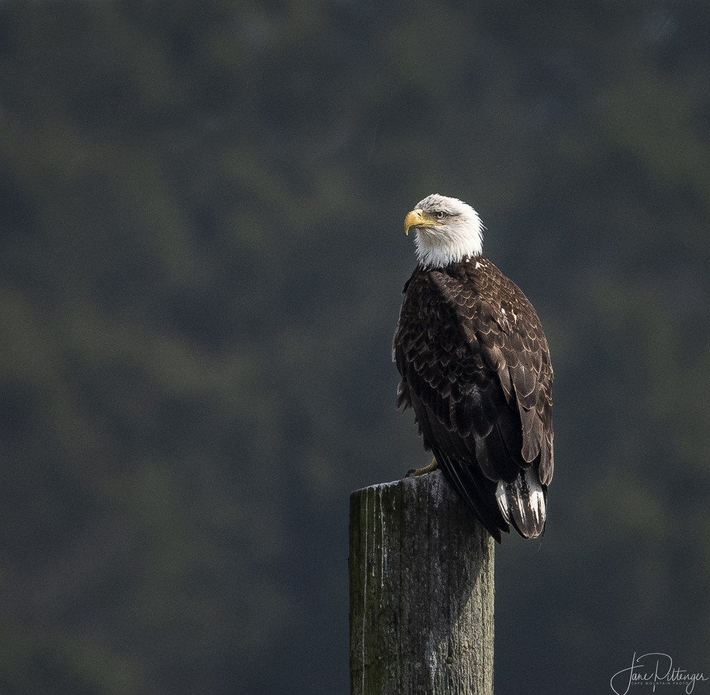 Eagle On Watch by jgpittenger