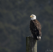 20th Apr 2019 - Eagle On Watch