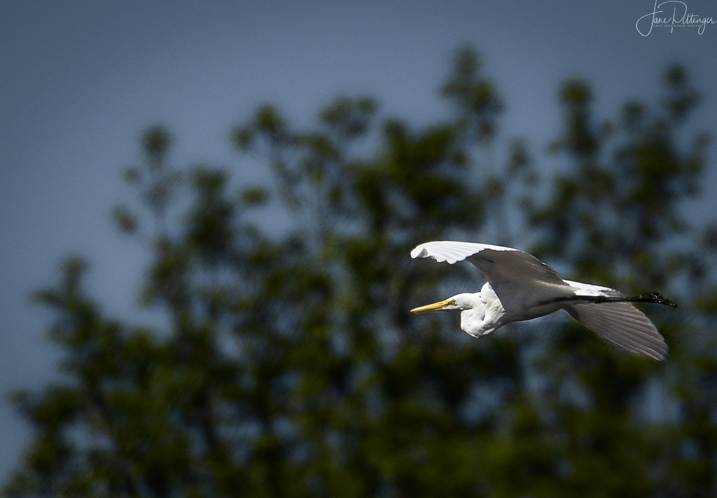 White Egret Glide By by jgpittenger