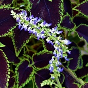 3rd May 2019 - Pretty Coleus Flower ~  