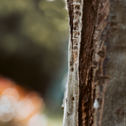 2nd May 2019 - trunk and bokeh