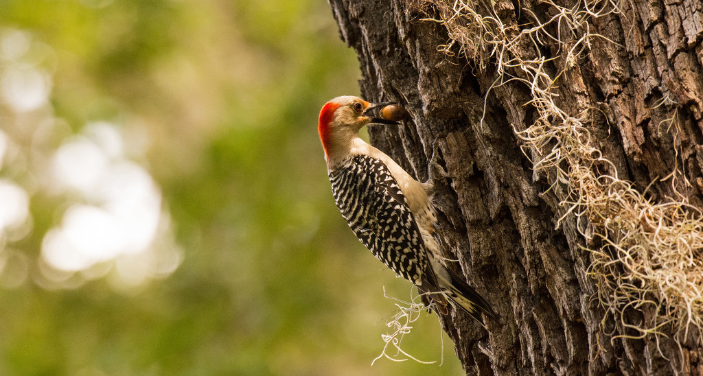 Woodpecker Trying to Hide It's Snack! by rickster549