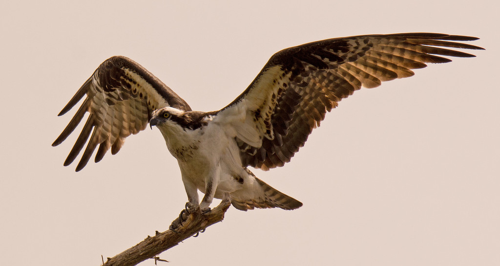 Incoming Osprey! by rickster549