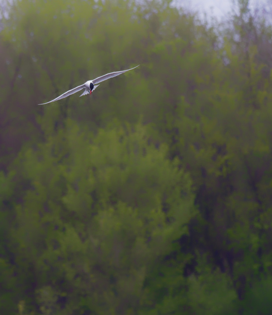 Caspian tern before spring tree  by rminer