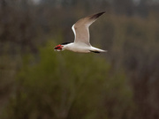2nd May 2019 - Caspian tern with fish 