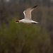 Caspian tern with fish  by rminer