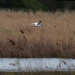 Caspian tern over water by rminer