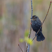 2nd May 2019 - Female red-winged blackbird