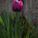 ~Tulip~ by crowfan