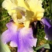 Pretty Iris by homeschoolmom
