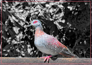 3rd May 2019 - Speckled Pidgeon 