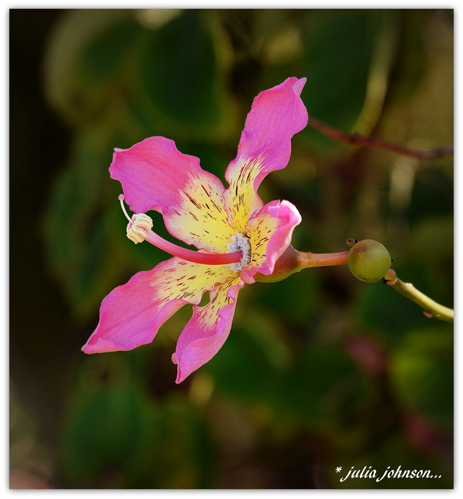 Silk Floss Flower... by julzmaioro