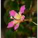 Silk Floss Flower... by julzmaioro