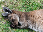 2nd May 2019 - Resting Joey