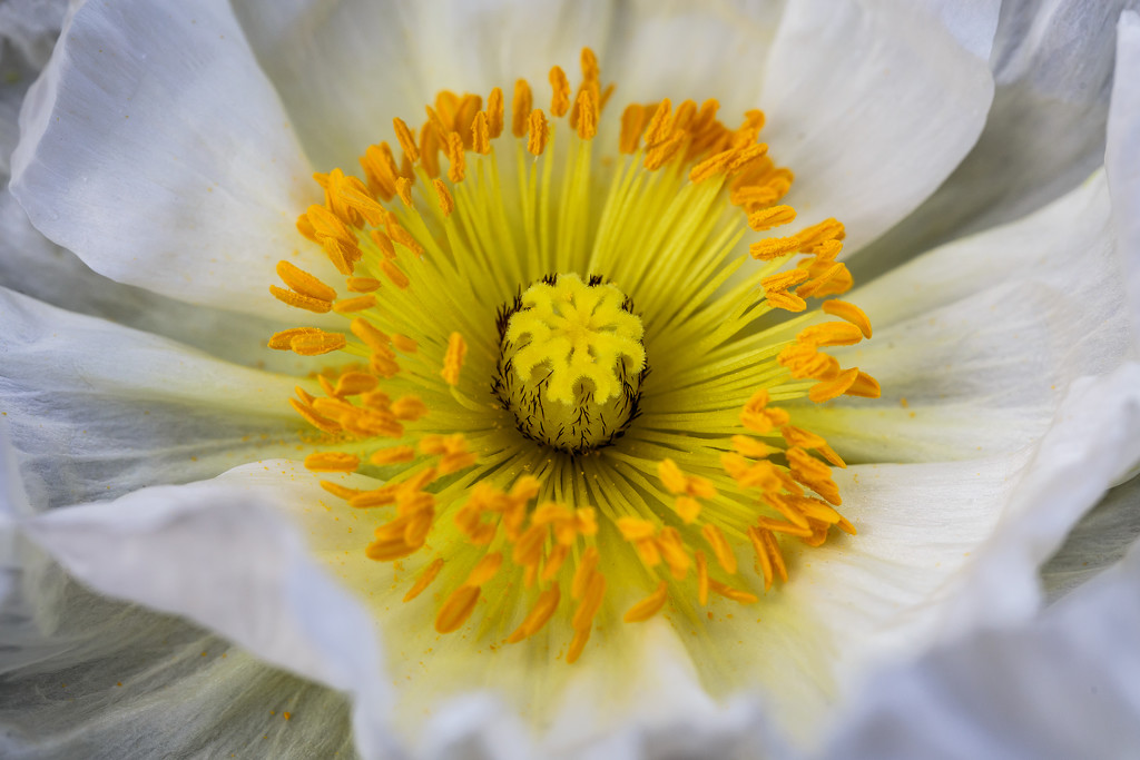 White poppy by lindasees