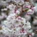 Spring trees in flower by joansmor