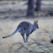 Wallaby #3 by kgolab
