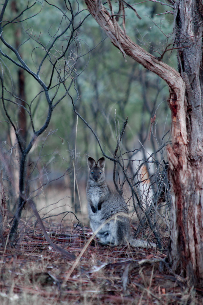Wallaby #1 by kgolab