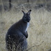 Wallaby #2 by kgolab