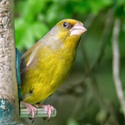 3rd May 2019 - Greenfinch