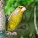 Greenfinch by pamknowler