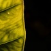 Backlit Leaf..._DSC0395 by merrelyn